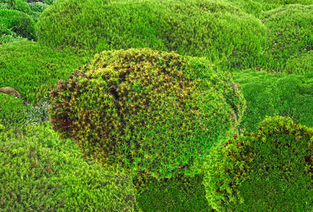 Mossy texture. Green lichen. Green moss background. Moss texture.の写真素材