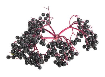 Elderberries with twig isolated on a white background. Sambucus. Elder or Elderberry. Sambucus nigra.の写真素材