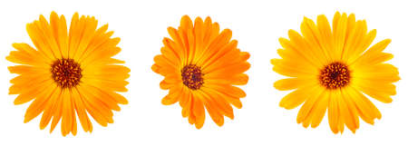 Beautiful blooming yellow marigold flowers on a white background. Calendula officinalis.の写真素材