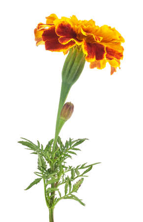 One flower marigold isolated on a white backgroundの写真素材