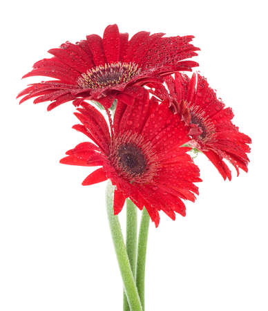 Red gerbera flowers blooming with water drops isolated on a white background. Valentine's day.
の写真素材