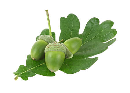 Young acorns and green oak leaf isolated on a white backgroundの写真素材