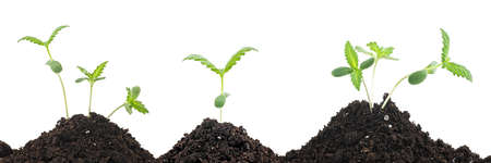 Sprouts of hemp cannabis marijuana growing from soil, white background.の写真素材