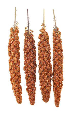 Twigs of red millet isolated on a white background. Top view.の写真素材