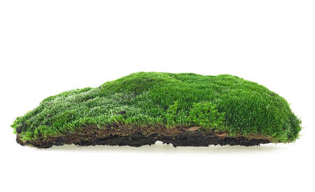 Green moss isolated on a white background. Forest moss.
の写真素材