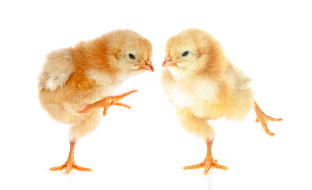 Two funny chickens isolated on a white background. Cute little chickens.の写真素材
