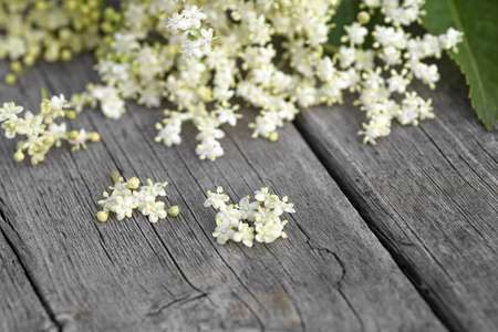 Elderberry flowers on a wooden background. Blossoms, elder flowers. Macro. Selective focus.の写真素材