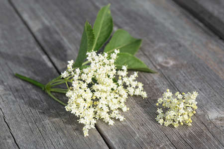 Bloom and leaves of elderflower on a wooden table. Sambucus nigra.
の写真素材