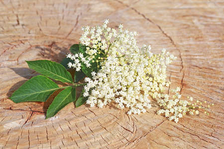 Elderberry flowers on a wooden background. Blossoms, elderflowers.の写真素材