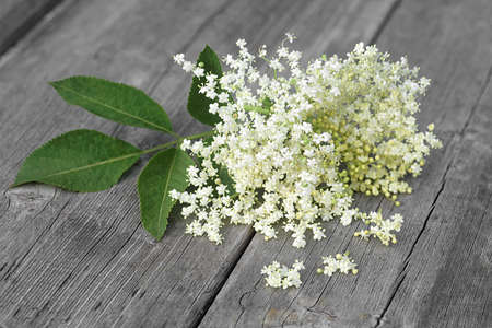 Elderberry flowers on a wooden background. Blossoms, elder flowers. European elder.の写真素材