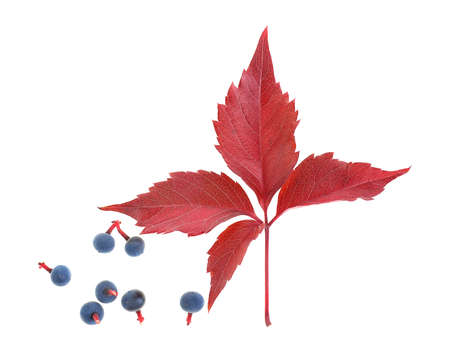 Autumn red leaves - wild grape branch with berries isolated on a white background.の写真素材