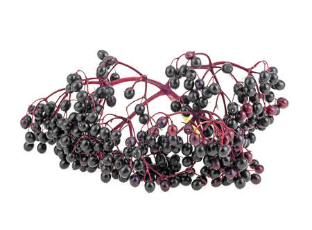 Sambucus (Elder or Elderberry) isolated on a white background. Elderberries on red twig. Black elderberry fruit.の写真素材