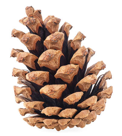 Single pine cone isolated on a white background. Brown pine cone.の写真素材
