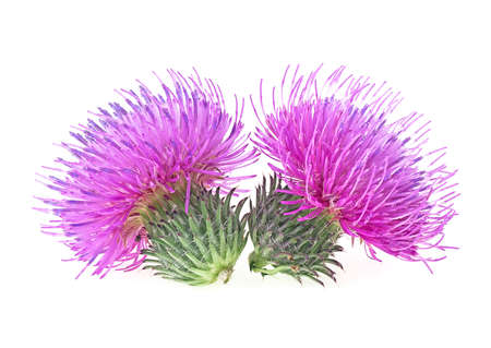 Two flowers of Milk Thistle plant isolated on a white background. Alternative medicine concept.の写真素材