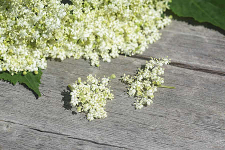 Elderberry flowers on a wooden background. Blossoms, elder flowers. Macro. Selective focus.の写真素材