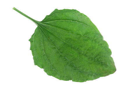 Plantain leaf isolated on a white backgroundの写真素材