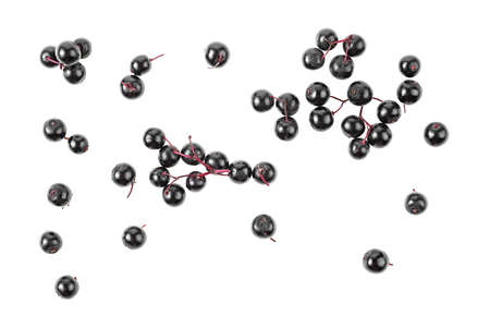 Top view of black elderberry fruit isolated on a white background. Elder berries. Sambucus.の写真素材