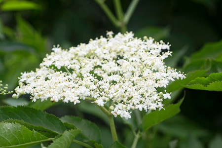 European black elderberry flowers. Elderberry blossom. Elderberry flowers. Elderflower in garden.の写真素材