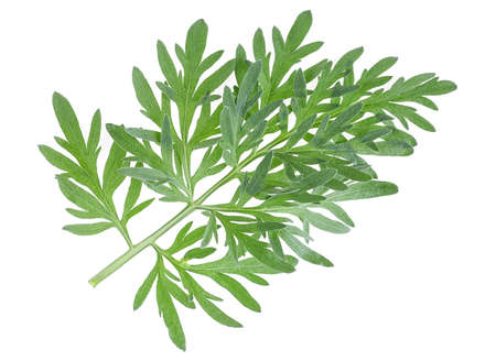 Sprig of medicinal wormwood on a white background. Sagebrush sprig. Artemisia, mugwort. Absinthe wormwood.の写真素材