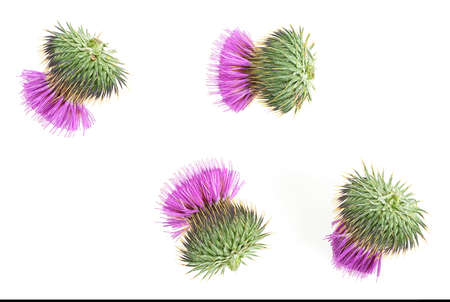 Milk thistle flowers isolated on a white background. Top view.の写真素材