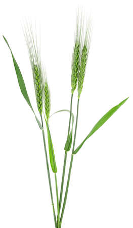 Green spikelets of barley isolated on a white backgroundの写真素材