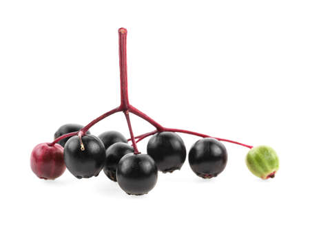 Small branch of black elderberry fruit on a white background. Young branch of European black elderberry.
の写真素材