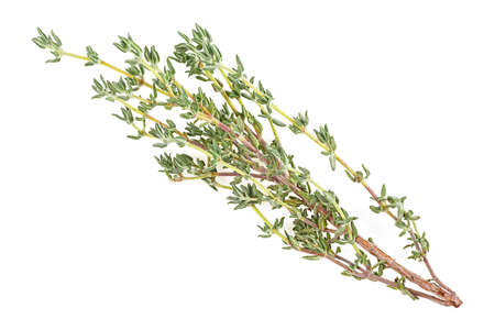 Branch of fresh thyme spice isolated on a white background. Fragrant thyme.の写真素材