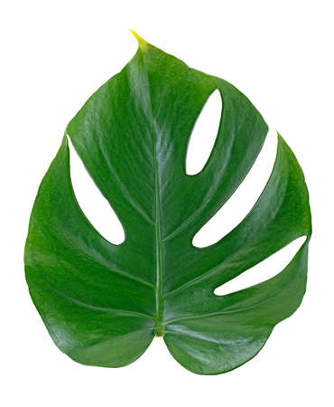 Monstera green jungle leaf isolated on a white backgroundの写真素材