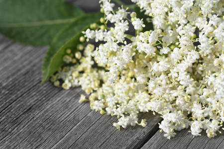 Elderberry flowers on a wooden background. Blossoms, elder flowers. Macro. Selective focus.の写真素材