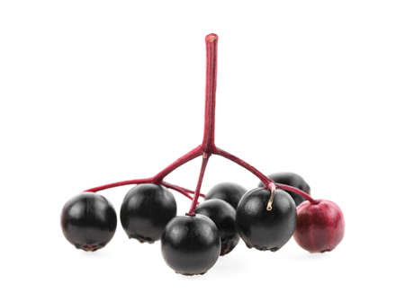 Small branch of black elderberry fruit on a white background. European black elderberry.の写真素材