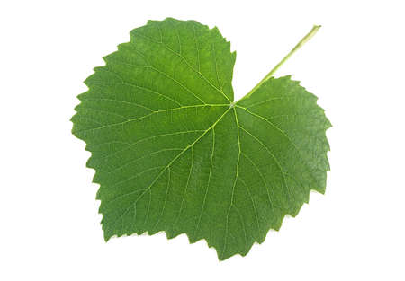 Green grape leaf isolated on a white backgroundの写真素材