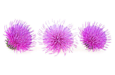 Three flowers of Milk Thistle plant isolated on a white background. Alternative medicine concept.
の写真素材