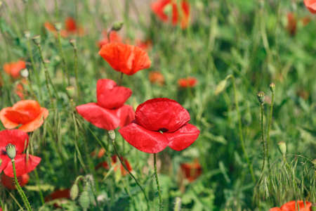 Ð¡lose up of red poppy flowers in a field. Flower poppy flowering on background poppies flowers.の写真素材