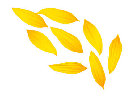 Petals of sunflower isolated on a white background, top view. Fresh yellow petals.の写真素材