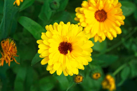 Calendula flowers on green nature summer background. Calendula medicinal plant. Calendula officinalis.の写真素材