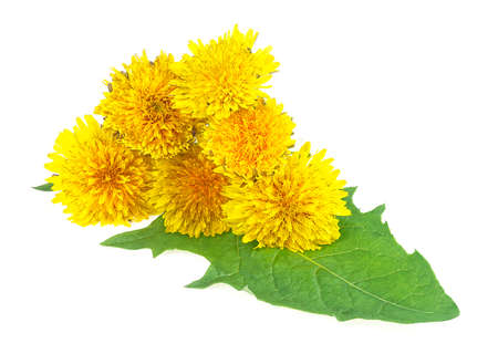 Dandelion flowers with leaves isolated on a white backgroundの写真素材