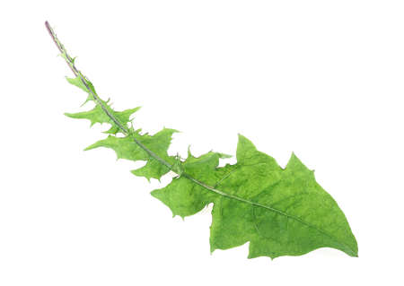 Dandelion leaf isolated on a white background. Herbal medicine.の写真素材