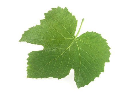 Grape fresh leaf isolated on a white background, closeup.
の写真素材