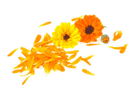 Calendula. Marigold flowers with petals isolated on a white background.の写真素材