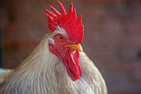 Beautiful Rooster on a brown background. Red fire rooster. Portrait of a Rooster's head.の写真素材
