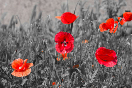 Beautiful poppies on black and white background. Flowers Red poppies blossom on wild field.の写真素材