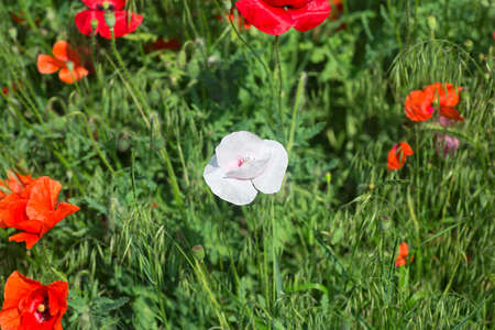 Ð¡lose up of red poppy flowers in a field. Flower poppy flowering on background poppies flowers.の写真素材