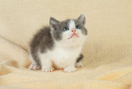 Little kitten is sitting on the bed. Cute little kitten. Little gray kitten.の写真素材
