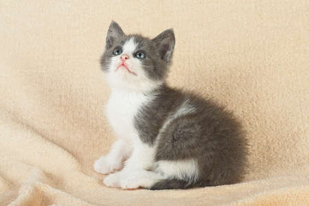 Cute little kitten is sitting on the bed. Little gray kitten.の写真素材