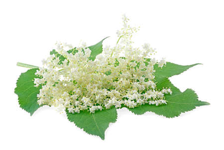 Flowering branch of elderberry with leaves isolated on a white background. Flower of Sambucus.の写真素材