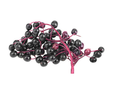 Elderberries with twig isolated on a white background. Sambucus.の写真素材