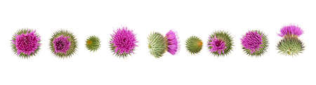 Milk Thistle flower isolated on white background, top view. Silybum marianum. の写真素材