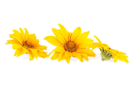 Three yellow flowers isolated on a white backgroundの写真素材