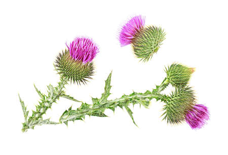 Milk thistle flower isolated on a white background. Top view.の写真素材