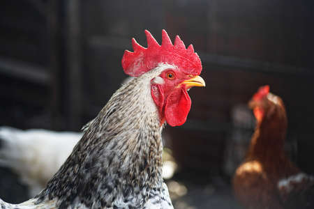 Rooster and hens are walking outdoors on a farm in the countryside. Chicken in the chicken coop.